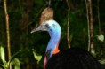 /album/photo-gallery-significant-fauna/southern-cassowary-casuarius-casuarius-kuranda-jpg1/